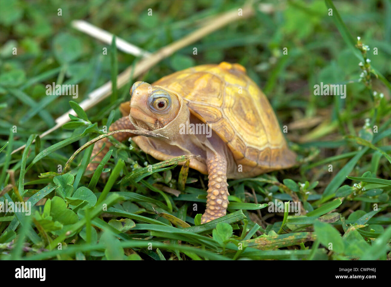 Un bébé tortue tabatière albinos (Terrapene carolina carolina) dans l'herbe. Banque D'Images