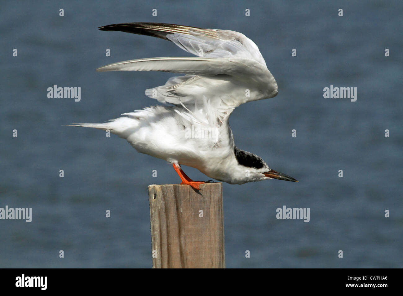 Une sterne de Forster Sterna forsteri,, battant des ailes. Richard DeKorte, Lyndhurst Park, New Jersey, USA Banque D'Images