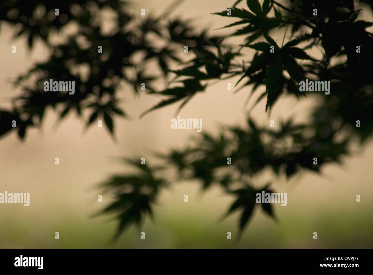 Acer, érable Banque D'Images