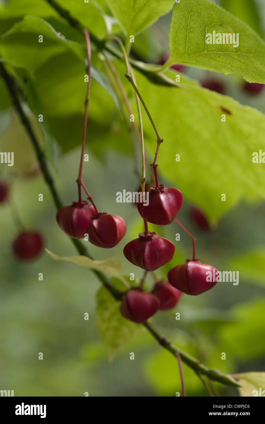 Euonymus , arbre de fusée Banque D'Images