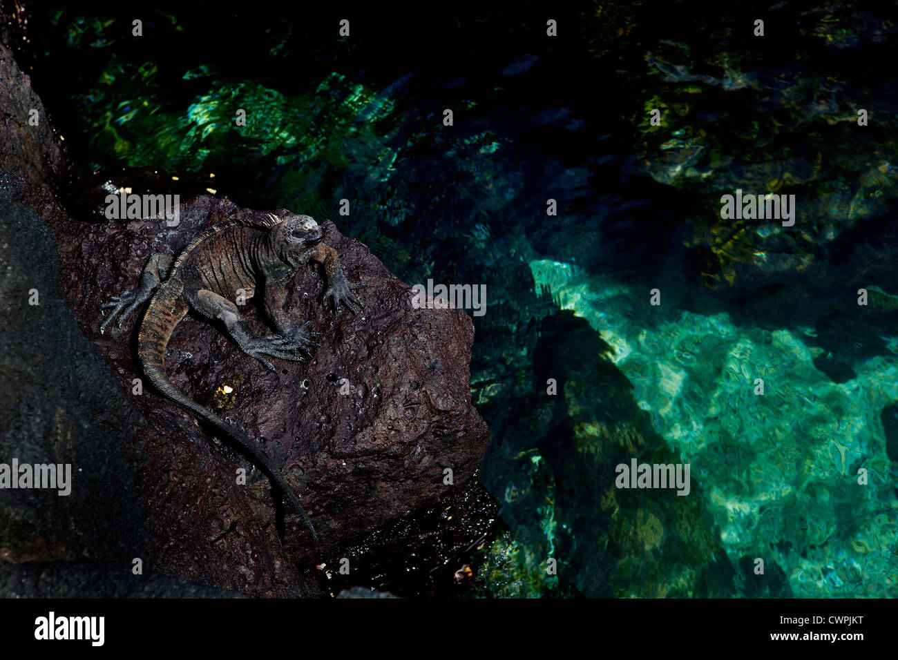 Iguane marin, Îles Galápagos Banque D'Images