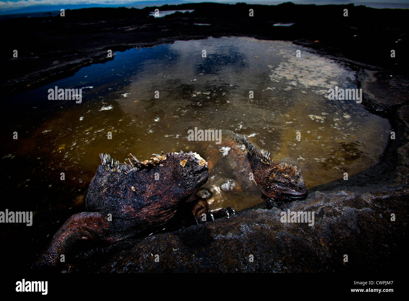 Iguane marin dans une piscine dans les rochers, Îles Galápagos Banque D'Images