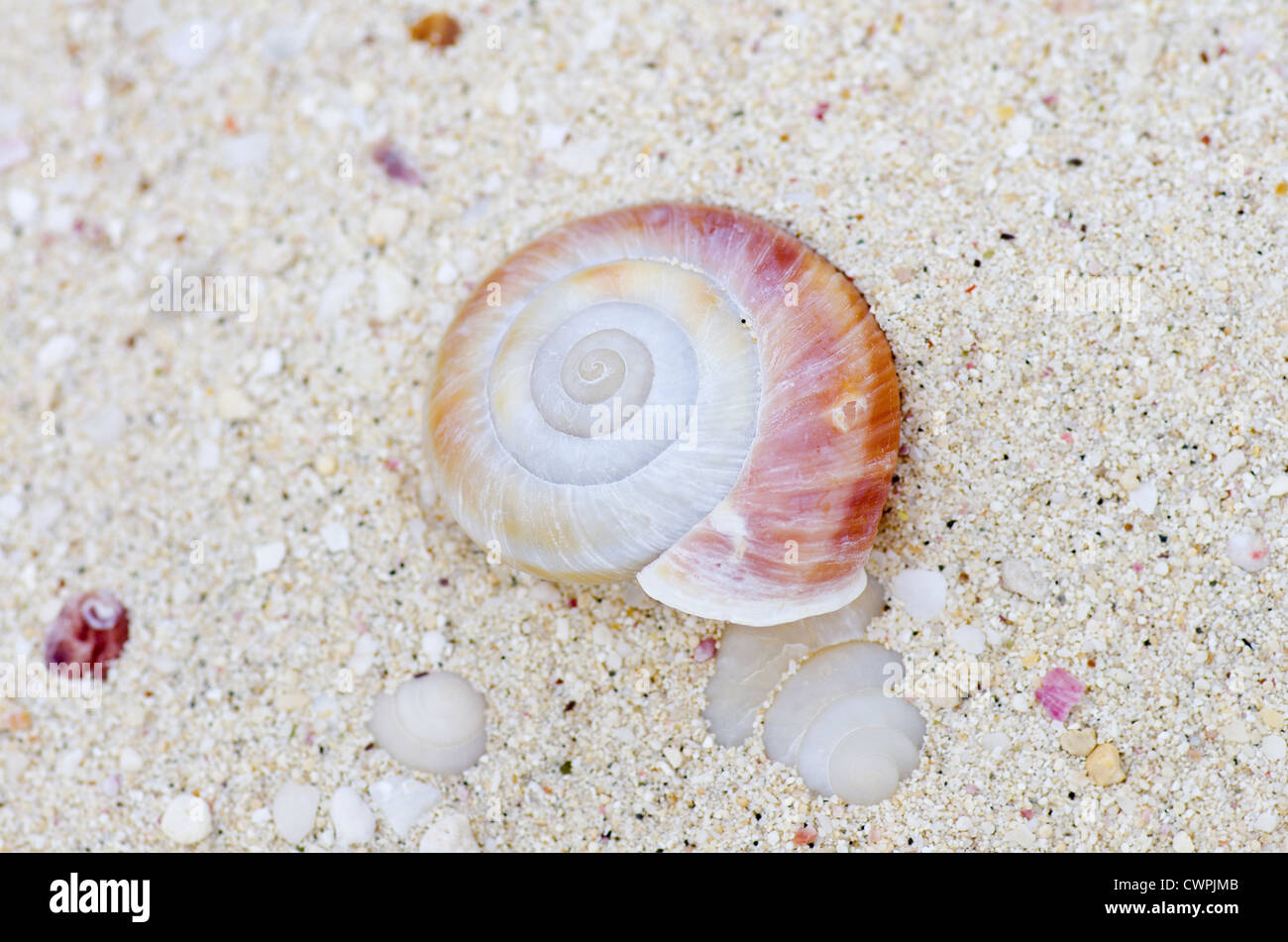 Coquille d'escargot subfossiles éteints de Mandarina luhuana la plage de litière sur Minami-jima, Japon, Îles d'Ogasawara Banque D'Images