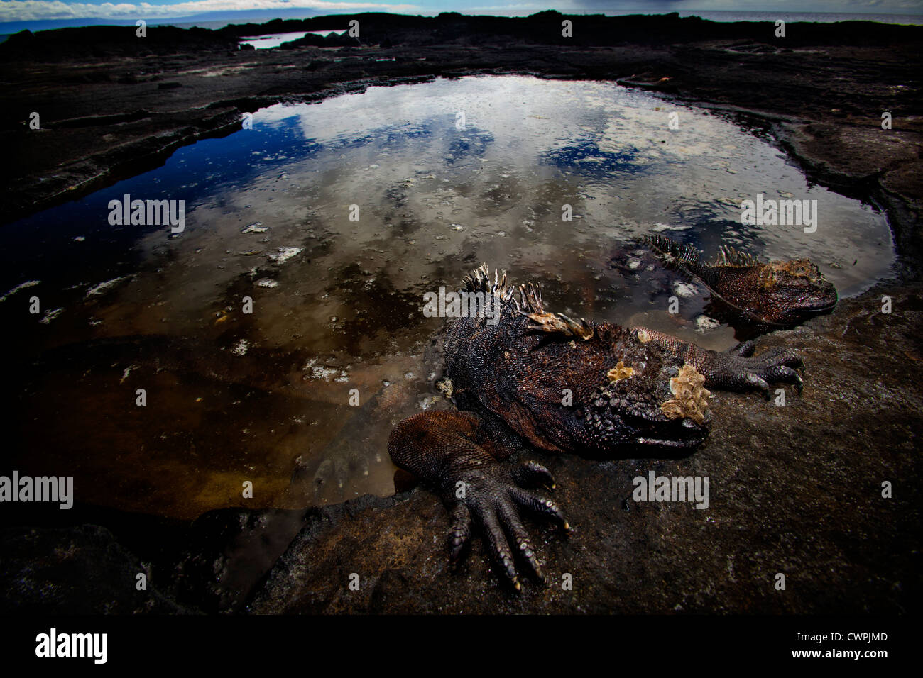Iguane marin reposant dans une piscine dans les rochers, Îles Galápagos Banque D'Images
