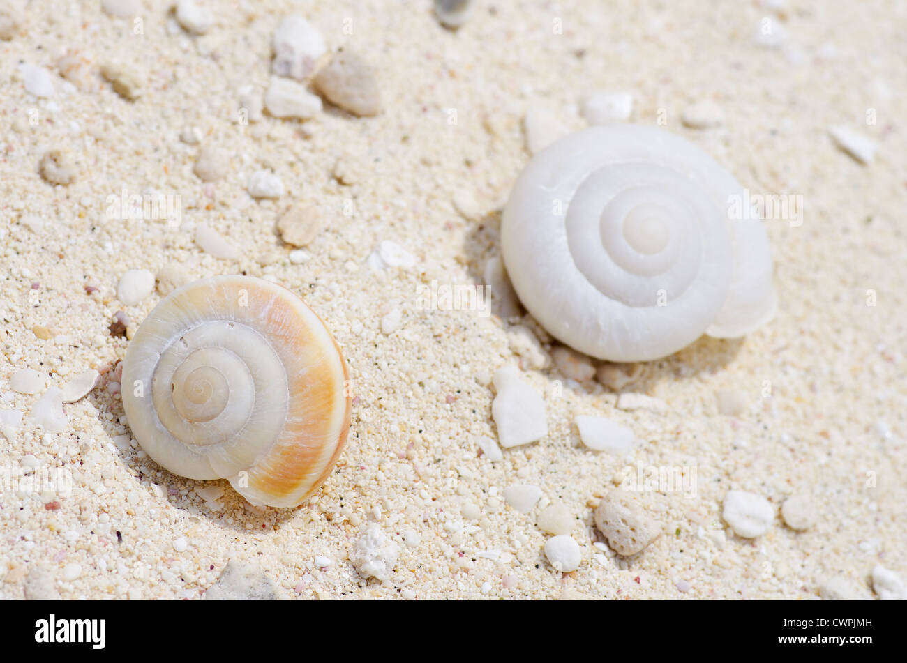 Coquilles d'escargots subfossiles éteints de Mandarina luhuana la plage de litière sur Minami-jima, Japon, Îles d'Ogasawara Banque D'Images