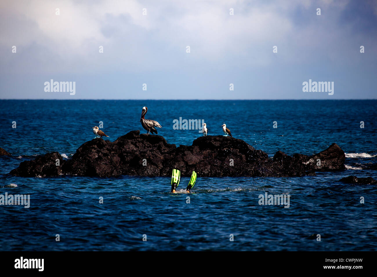 Des fous à pattes bleues et les pélicans se nourrissant d'Espumilla Beach, l'île James, Galapagos Banque D'Images