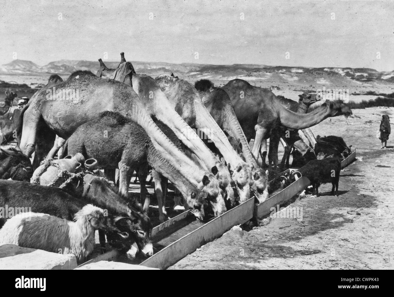 Point d'eau à Kuseimeh, Palestine, vers 1916. Banque D'Images
