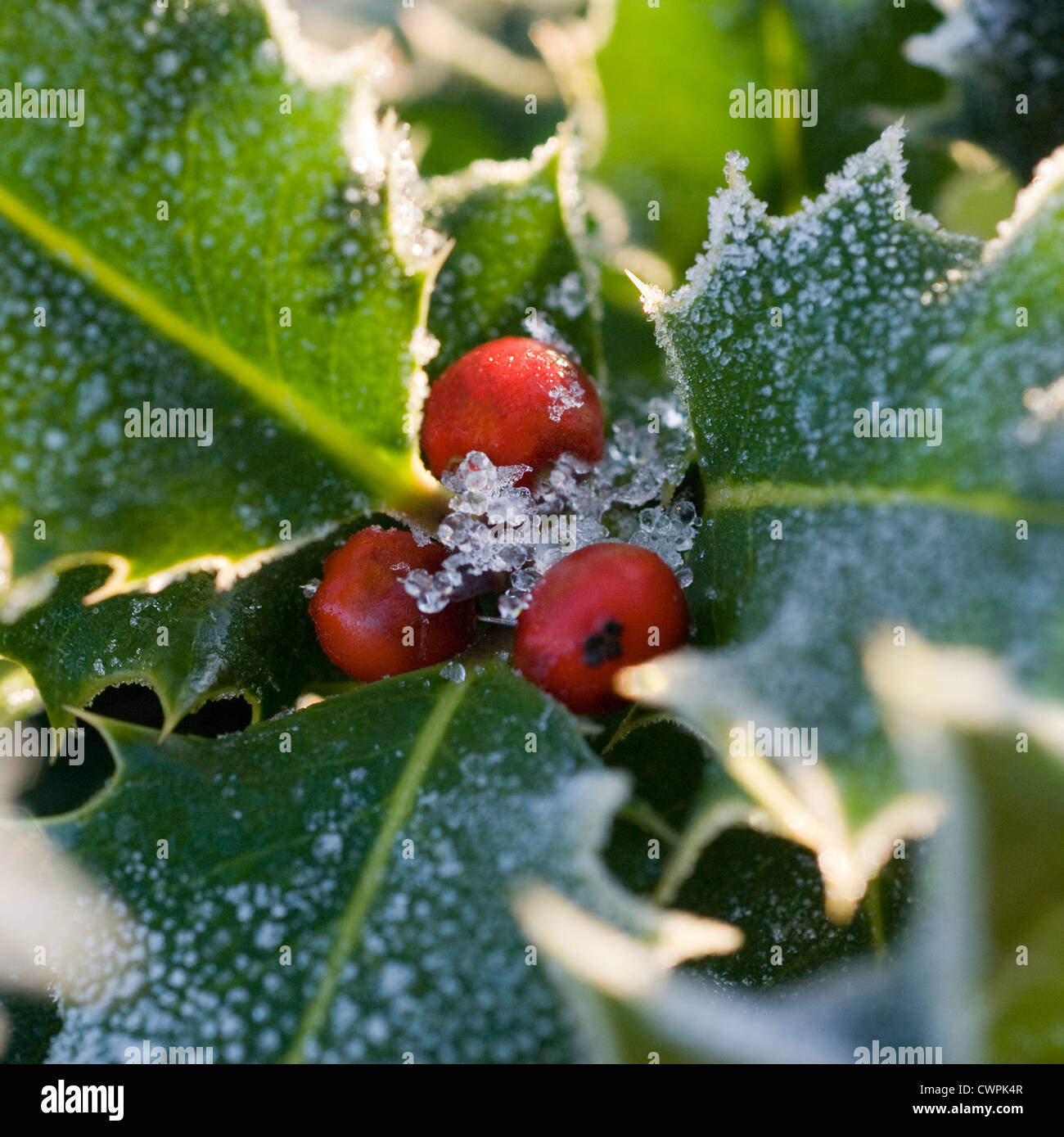 Ilex aquifolium, Holly Banque D'Images