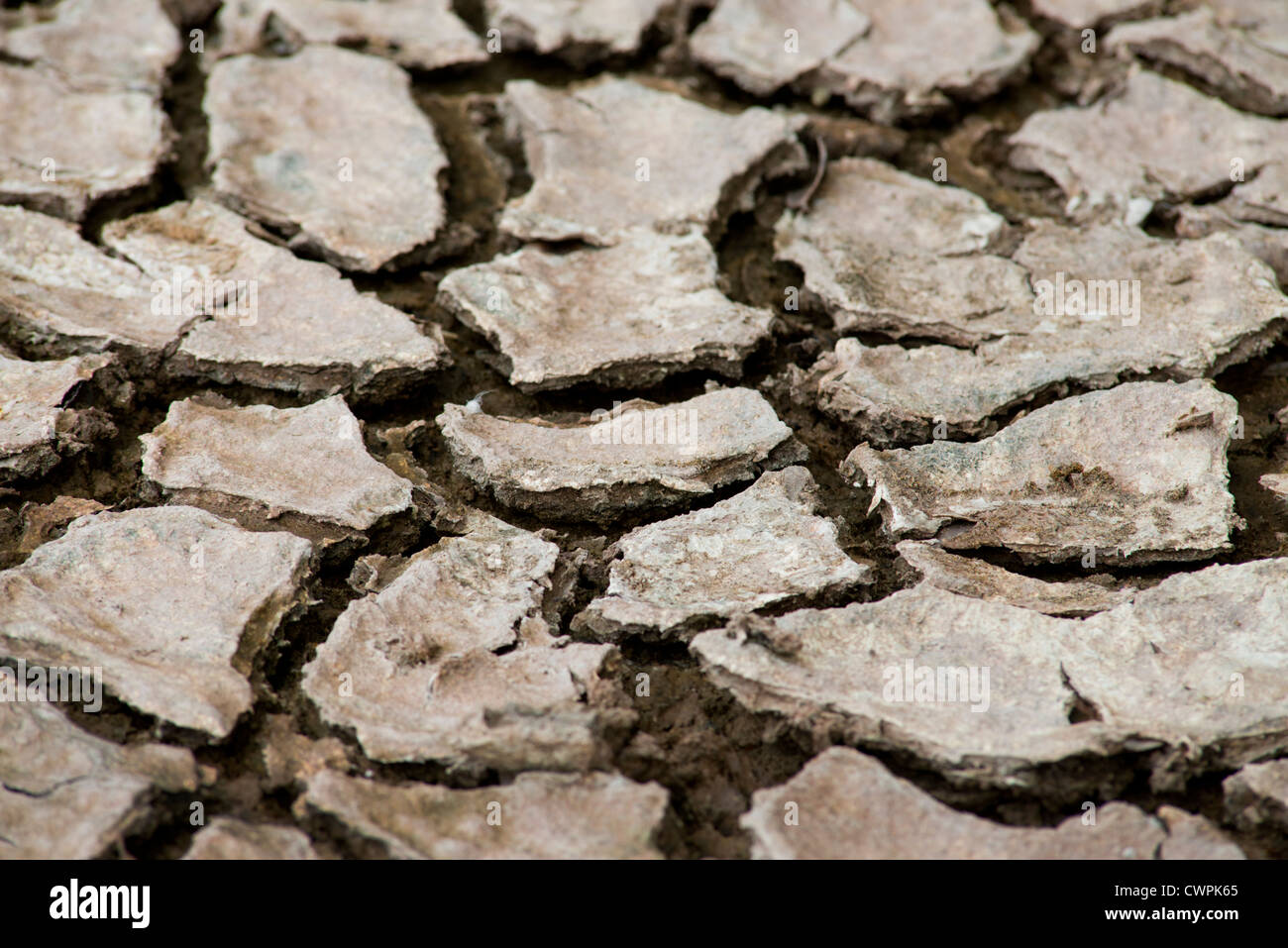 L'Equateur, Galapagos, Floreana, Punta Cormoran. Lagon à sec avec de la boue craquelée. Banque D'Images