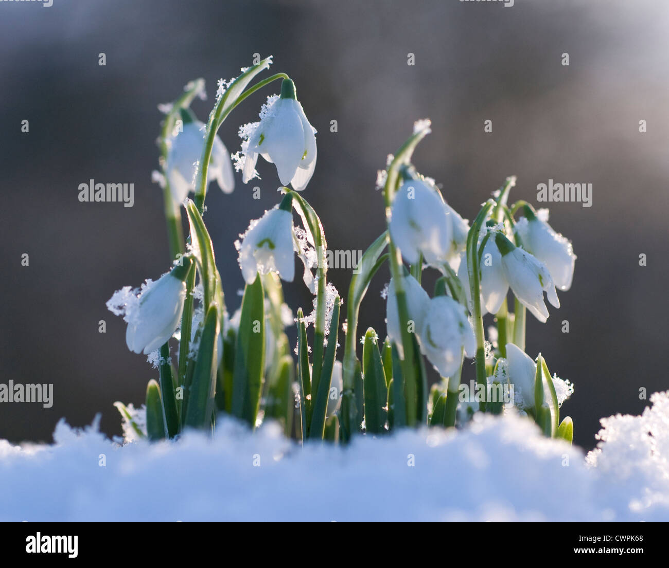 Snowdrop, Galanthus, fleurs blanches sur des tiges émergentes dans la neige. Banque D'Images