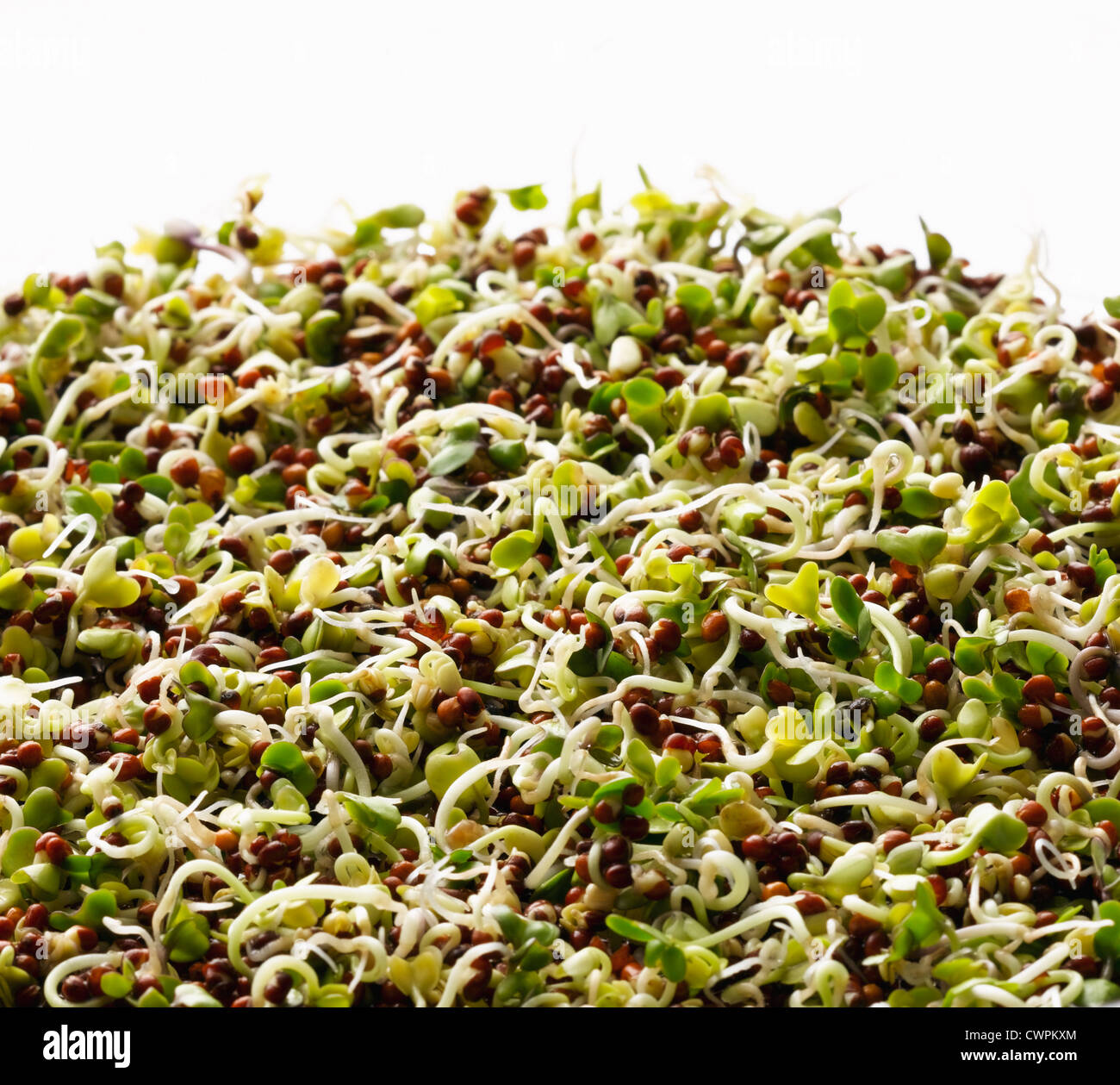 Botrytis Brassica oleracea italica, brocoli Banque D'Images