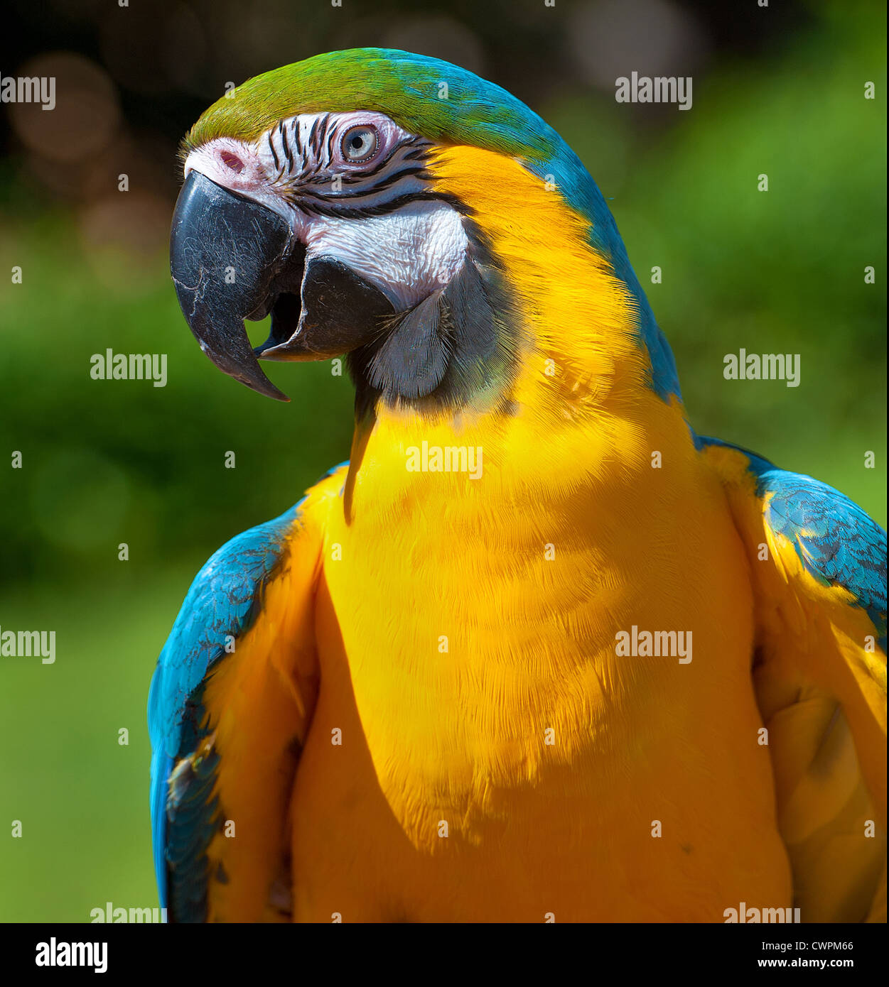 Un perroquet ara bleu et or 'ara ararauna' (également connu sous le nom de l'ara bleu et jaune) à Balboa Park à San Diego, Californie, États-Unis Banque D'Images