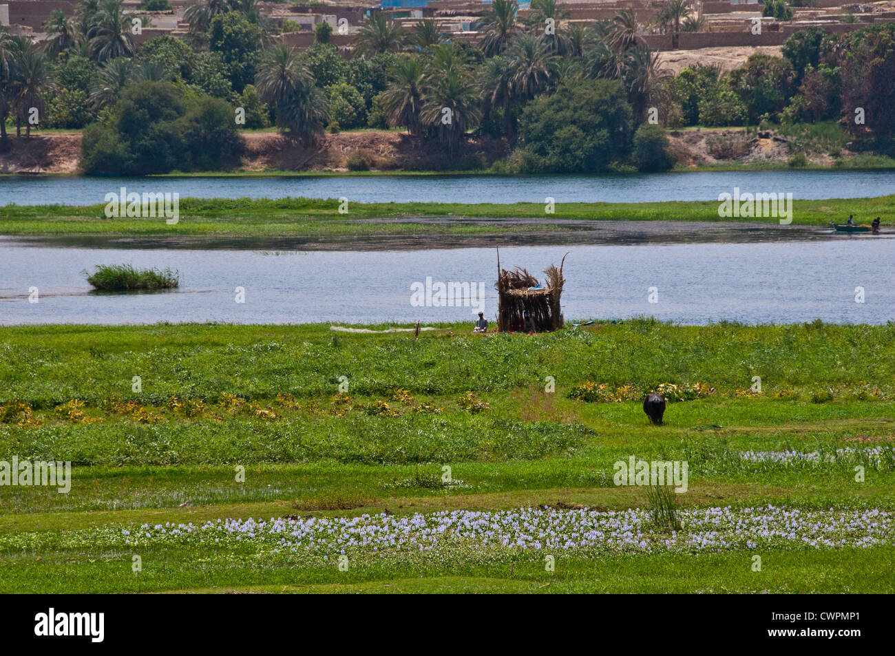 Nil Egypte marais entre Louxor et Assouan Banque D'Images