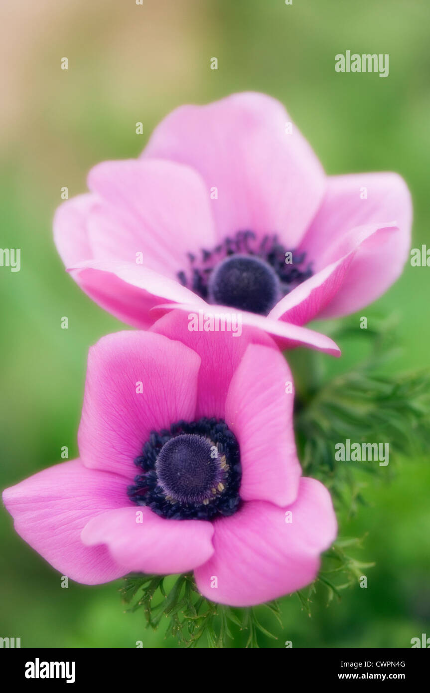 Anémone Anémone coronaria, Banque D'Images