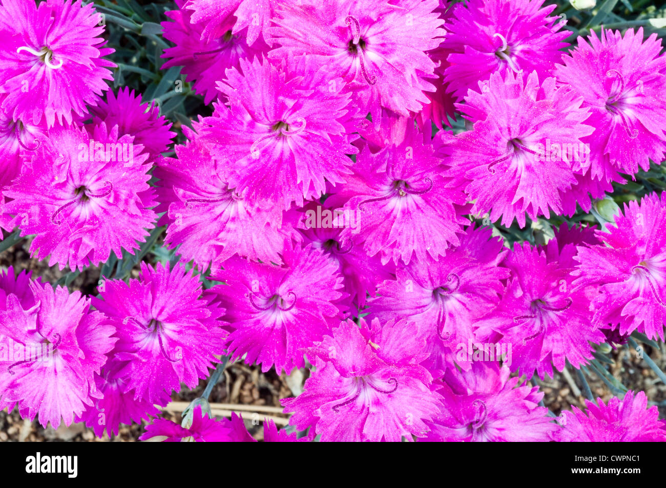 Dianthus (sweet William) Banque D'Images