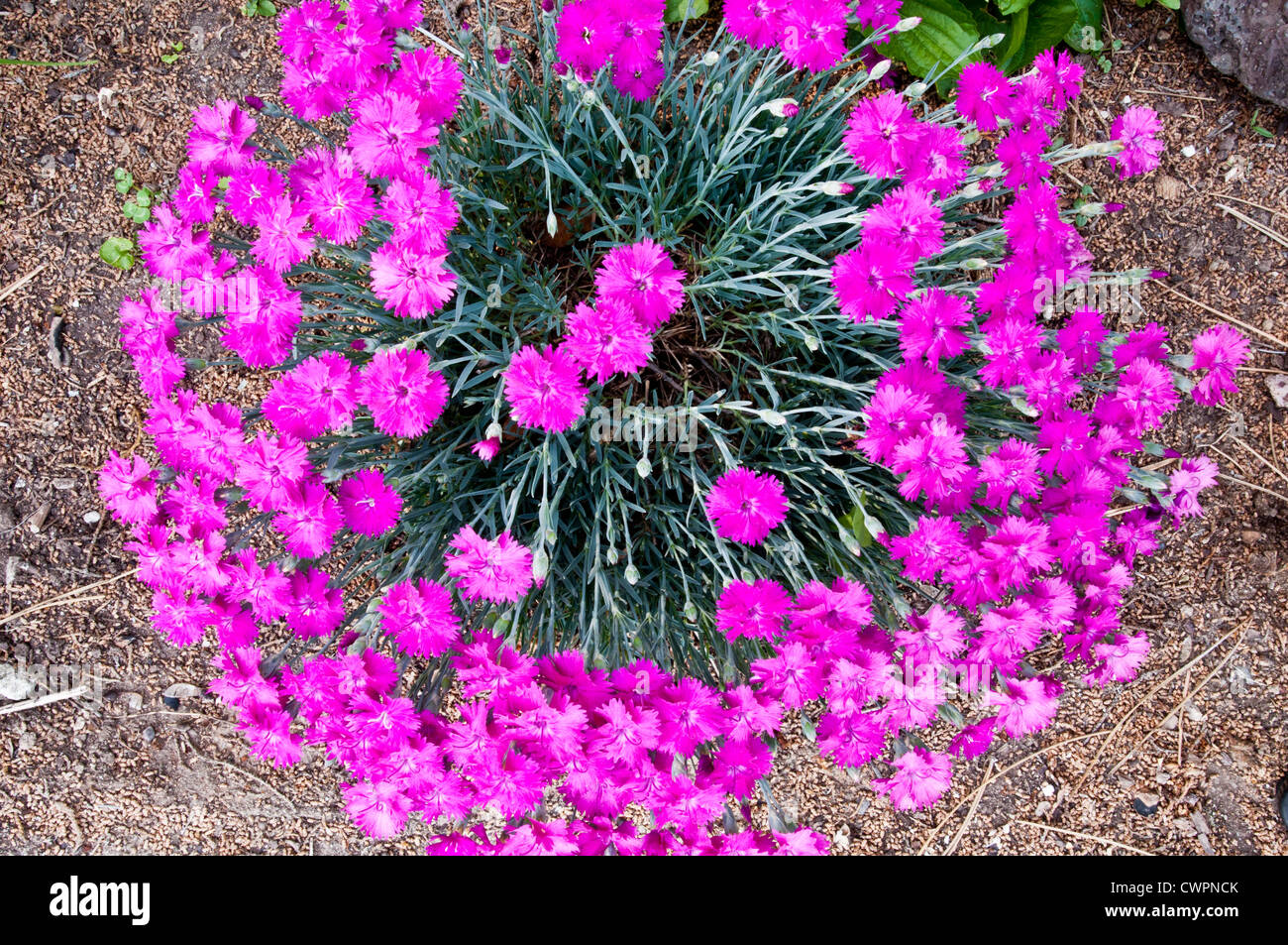 Dianthus (sweet William) Banque D'Images