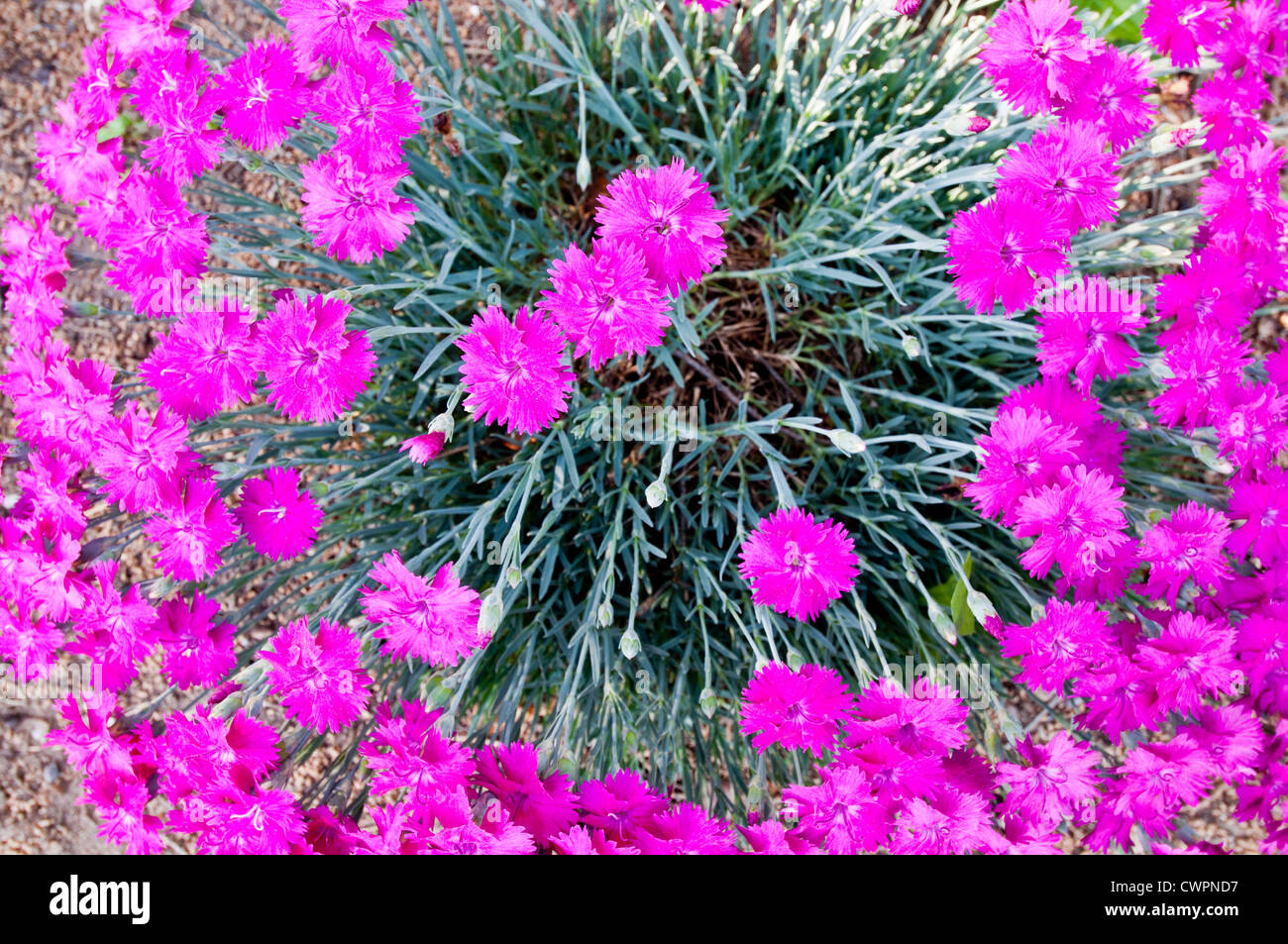 Dianthus (sweet William) Banque D'Images