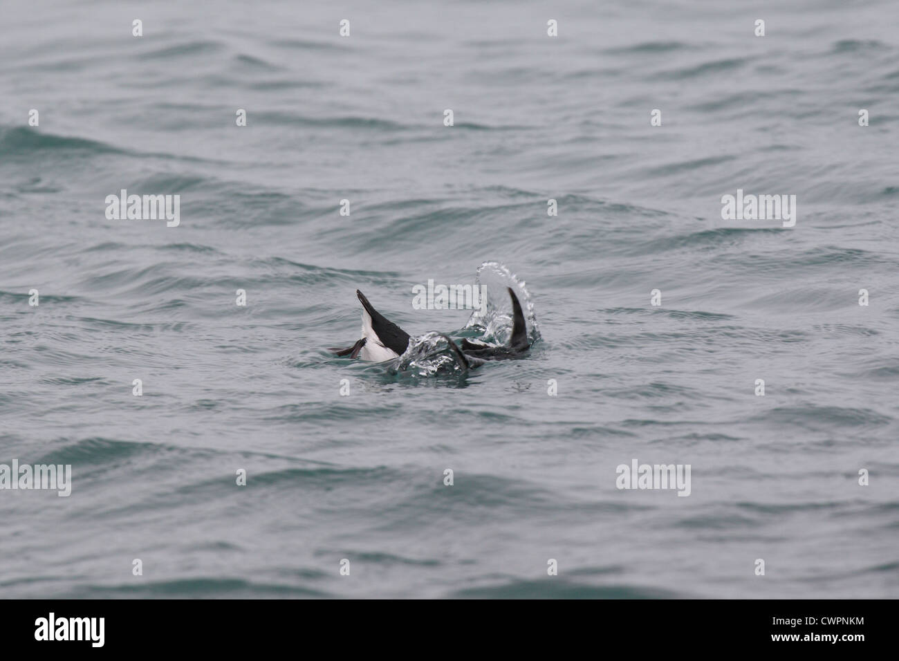 Mergule nain Alle alle plonger sous l'eau, Shetland, Scotland, UK Banque D'Images