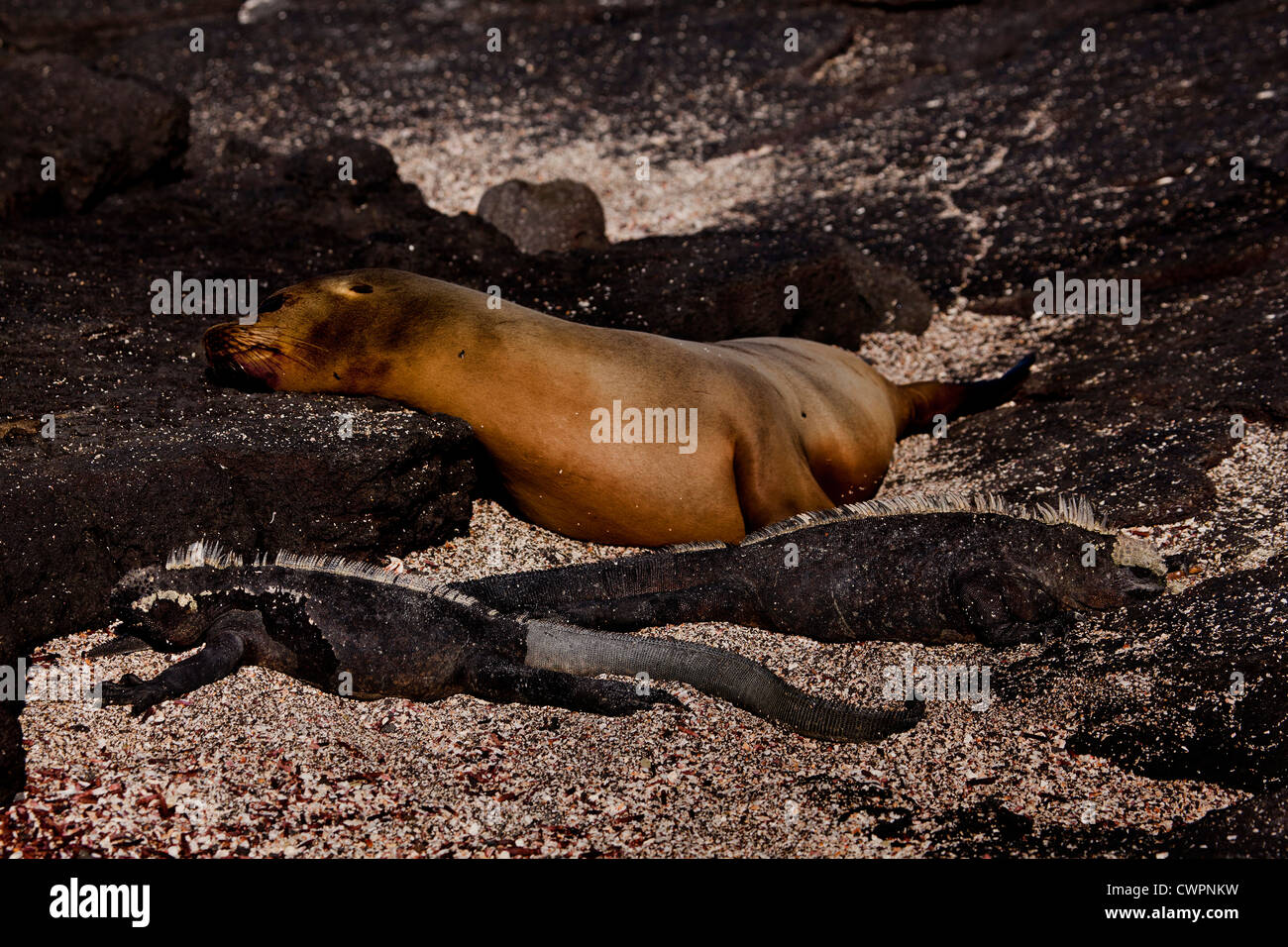 Lion de mer et Marine Iguana, Îles Galápagos Banque D'Images