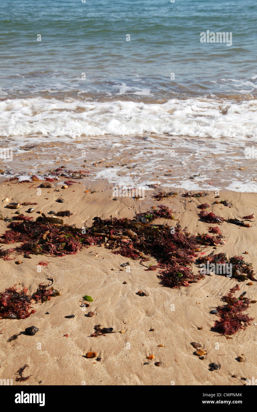 Des algues sur une plage de North Norfolk, Angleterre, Royaume-Uni Banque D'Images