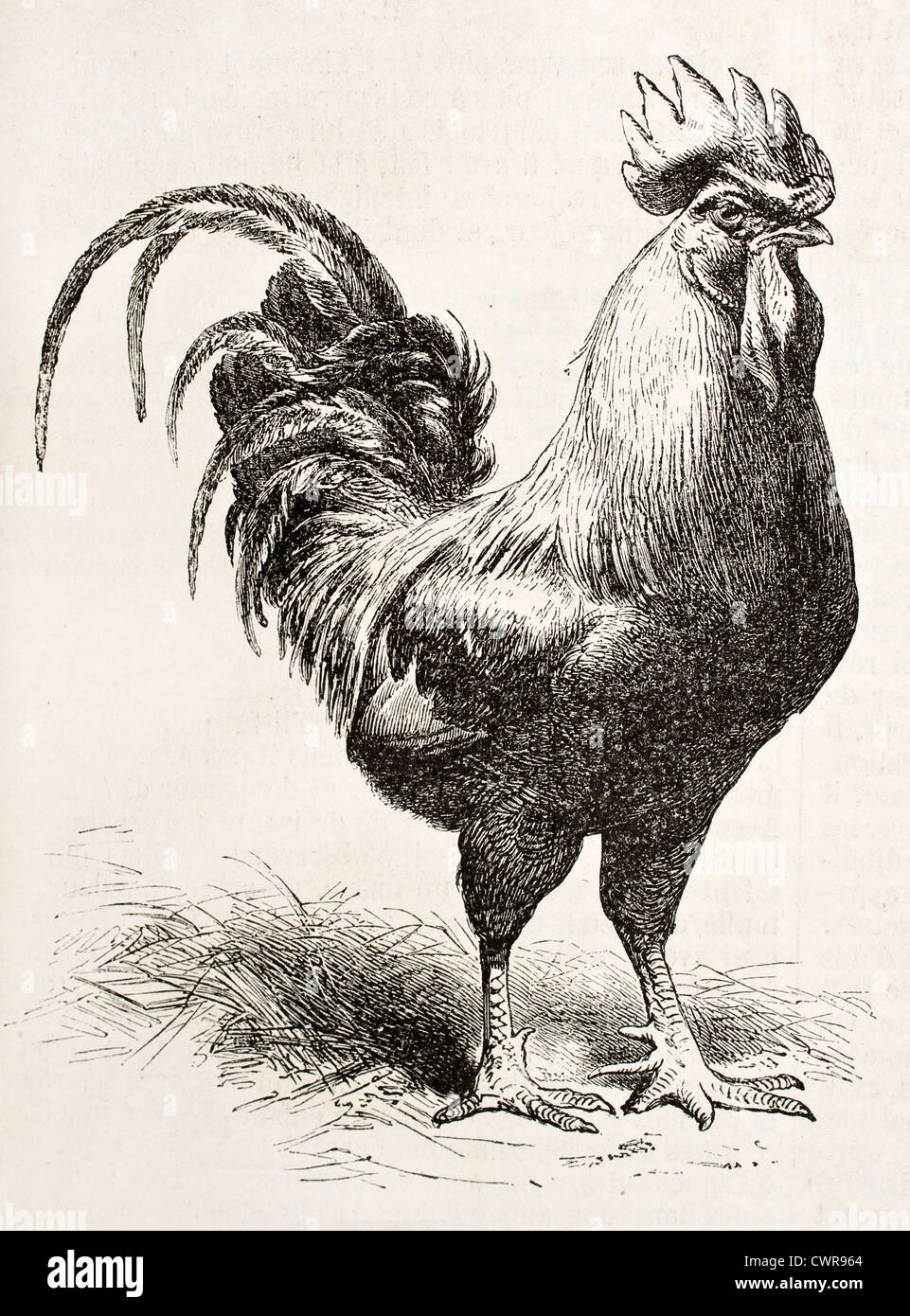 Poulet de Dorking Banque D'Images