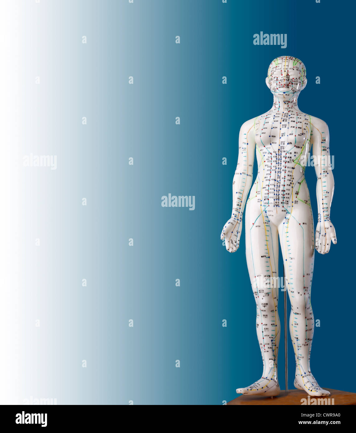 Un modèle féminin avec des points d'acuponcture, les caractères chinois sur les méridiens, la médecine traditionnelle chinoise Banque D'Images