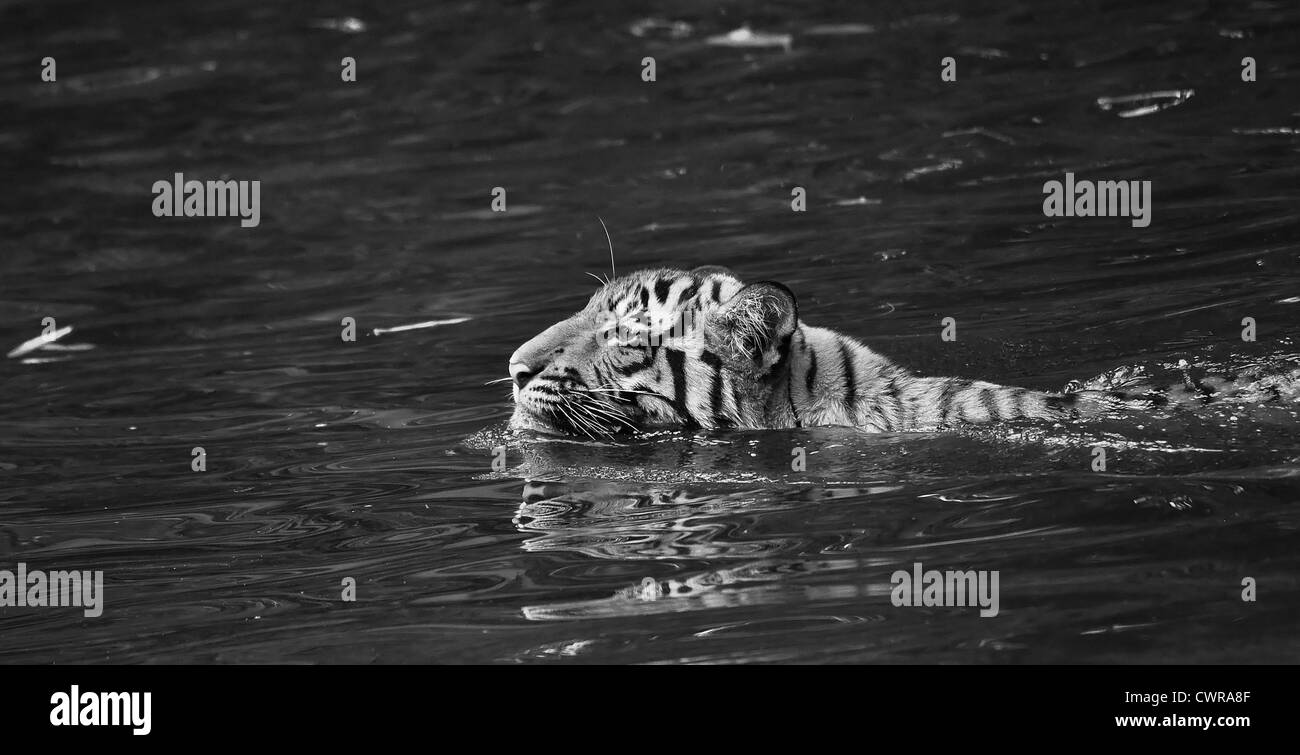 Un tigre qui nage vers l'autre côté Banque D'Images
