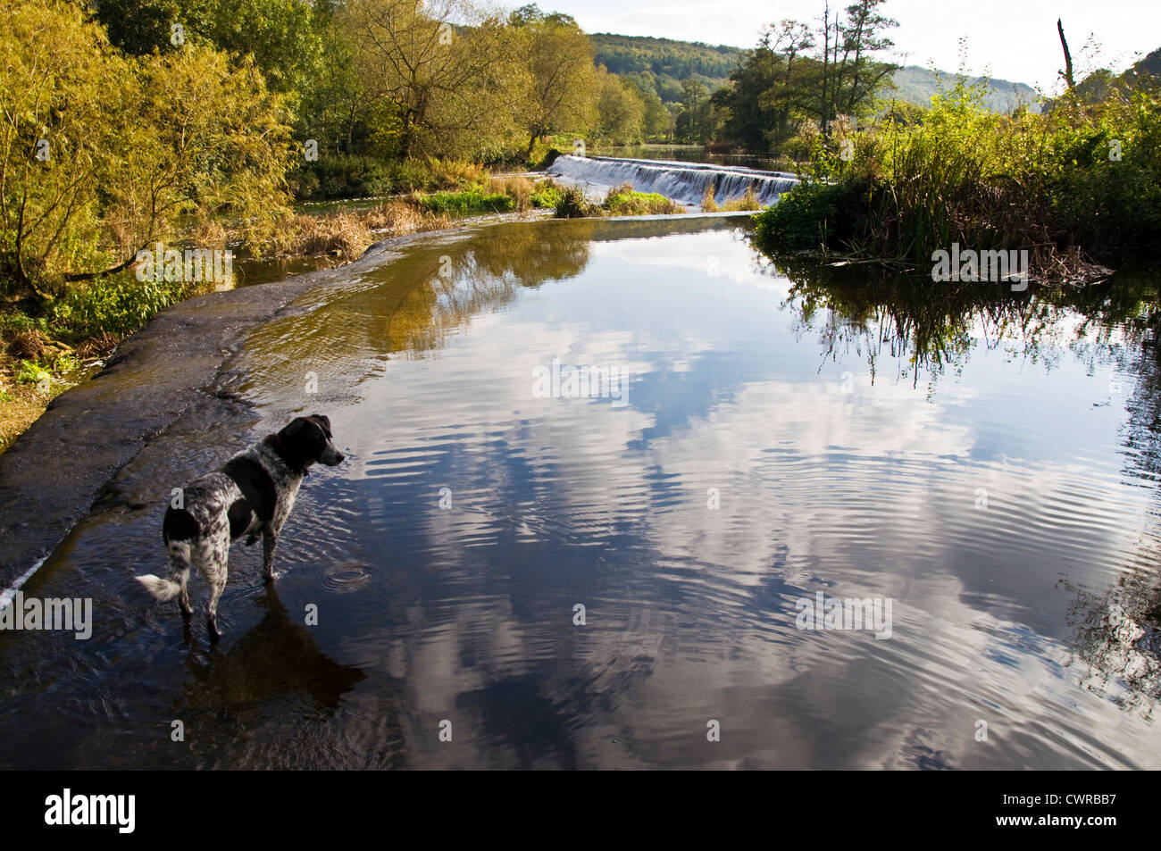 Warleigh Weir sur la rivière Avon un chien donne sur l'eau Banque D'Images