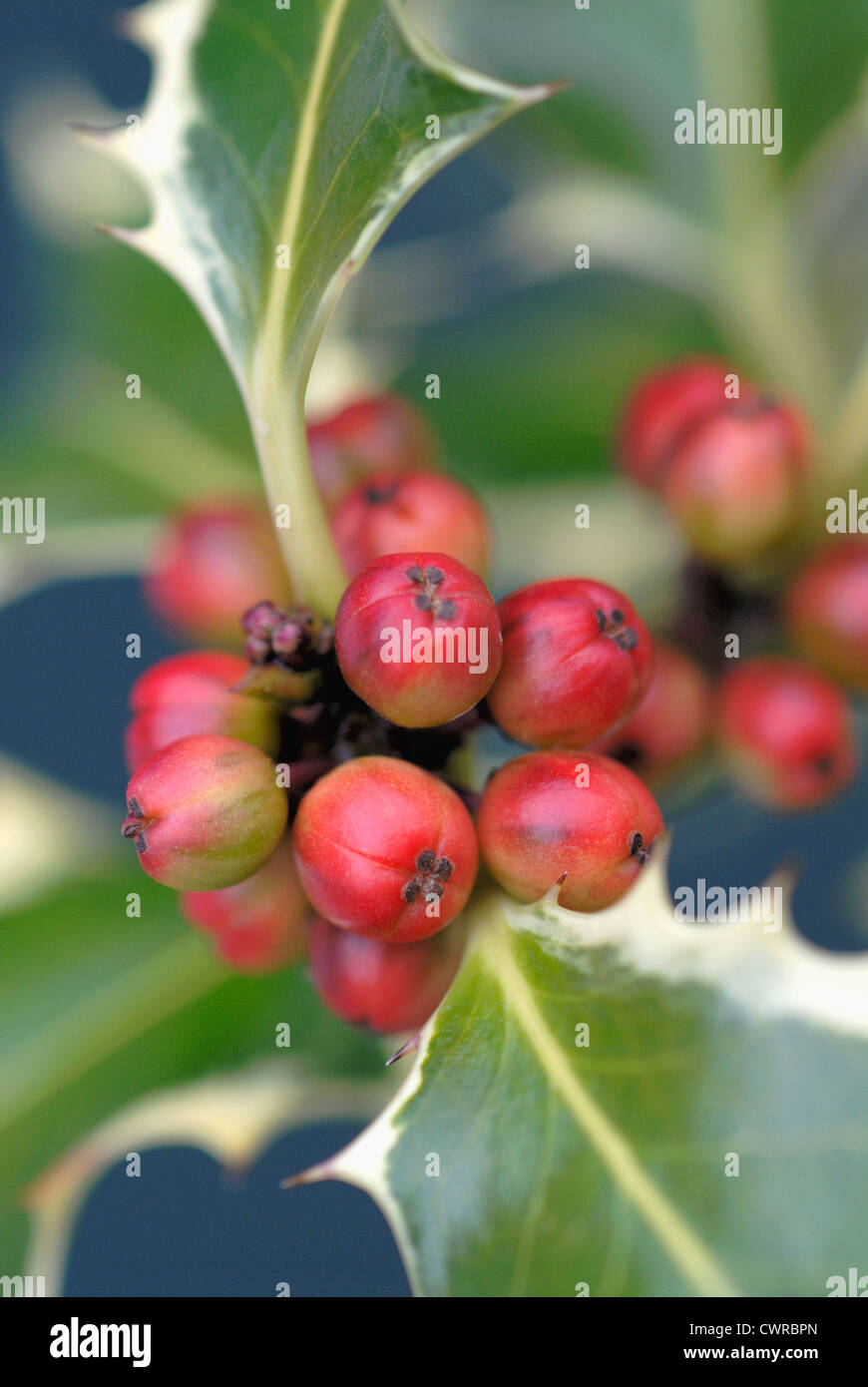 Ilex, Holly. Fruits rouges et vertes feuilles piquantes panachée. Banque D'Images