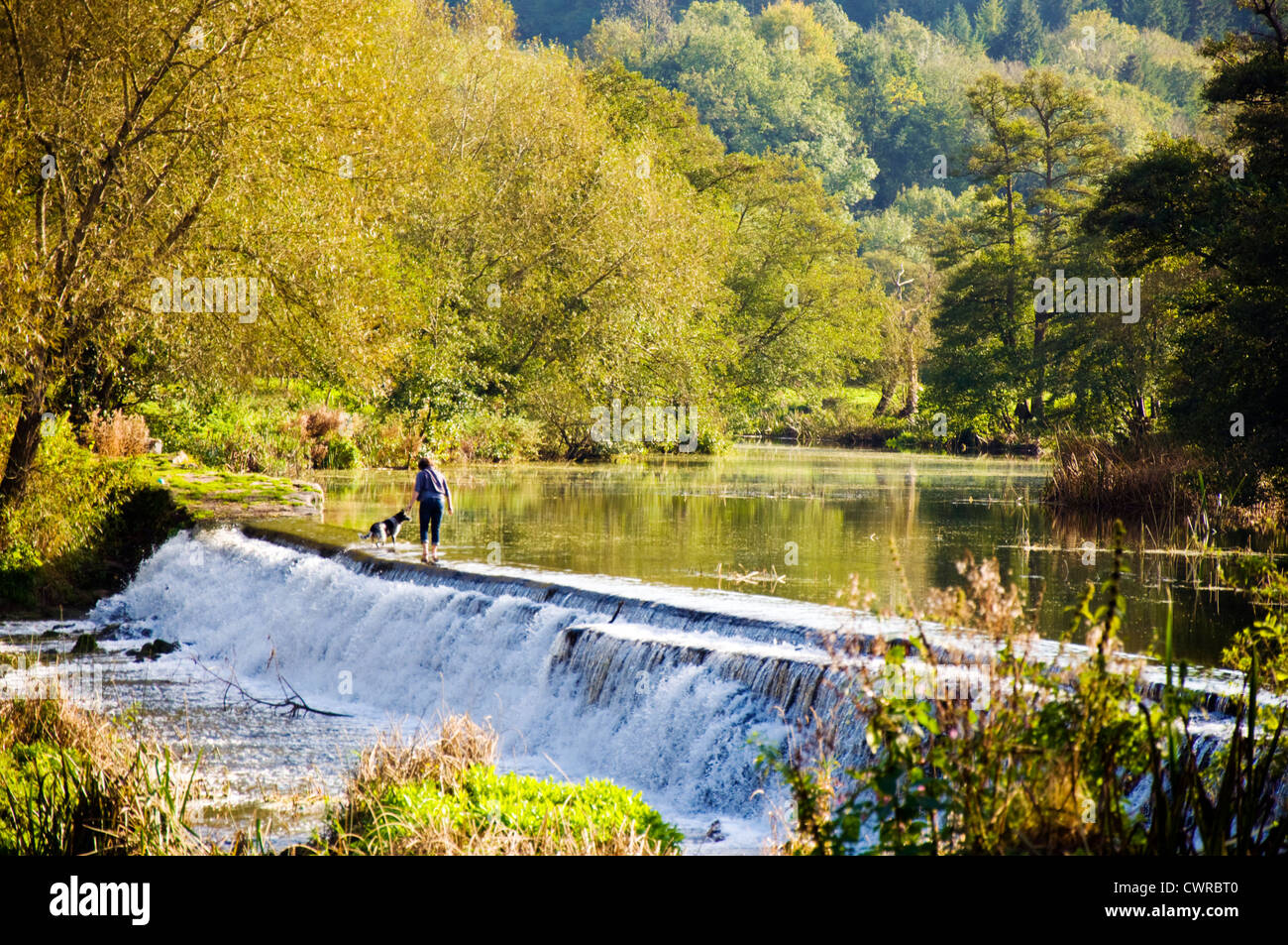 Femme marche avec chien à travers Warleigh Weir sur la rivière Avon Banque D'Images
