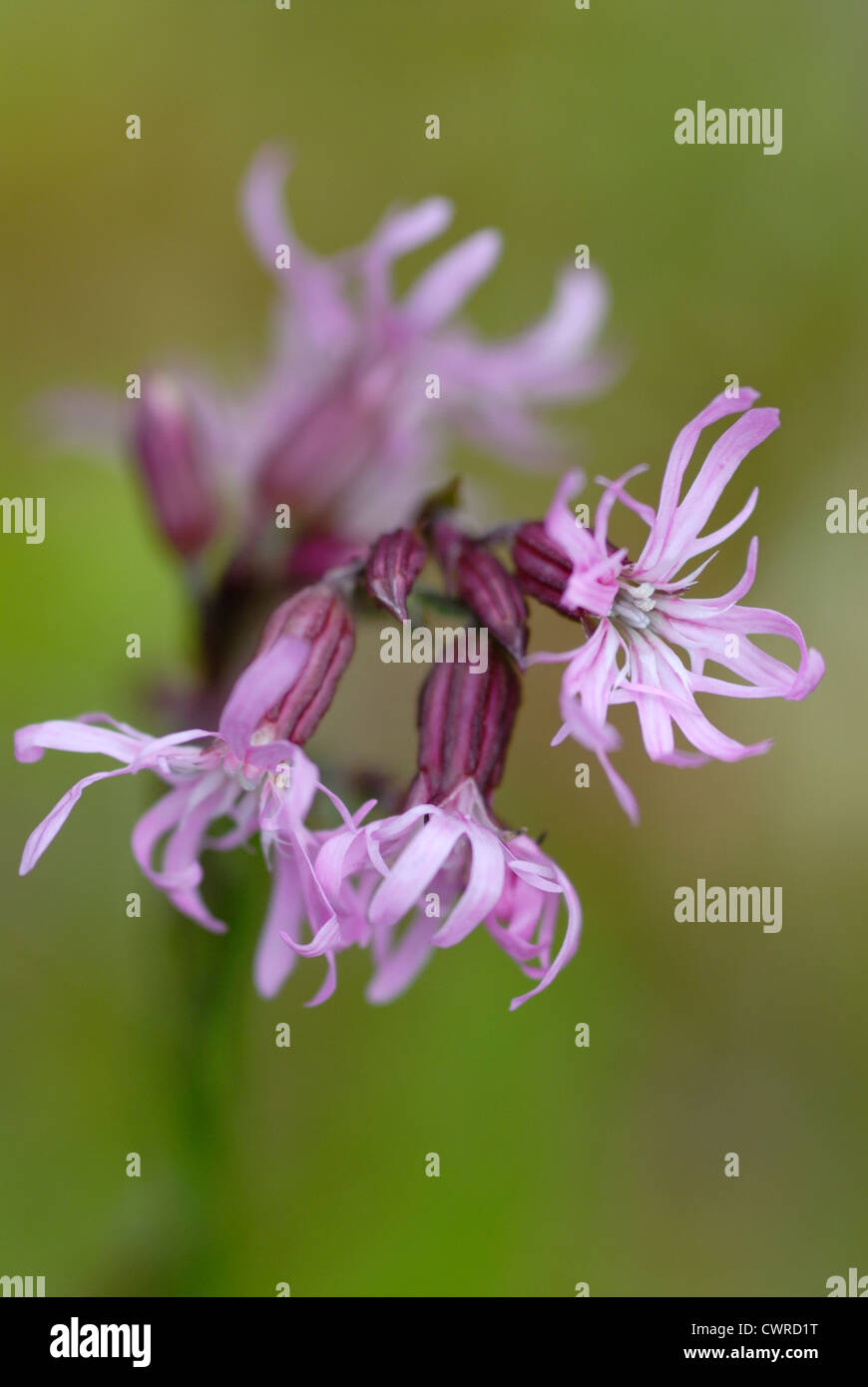 Lychnis flos-cuculi, Ragged robin Banque D'Images