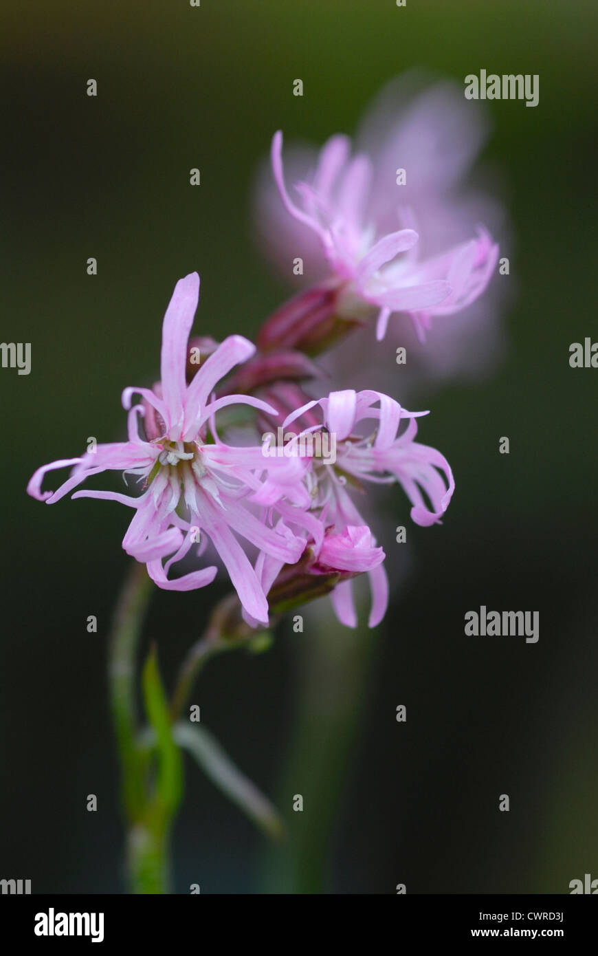Lychnis flos-cuculi, Ragged robin Banque D'Images