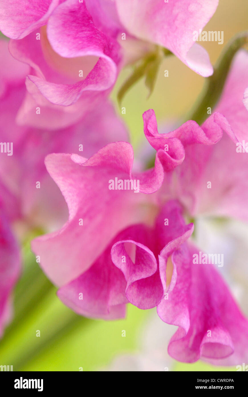 Lathyrus odoratus, pois Banque D'Images