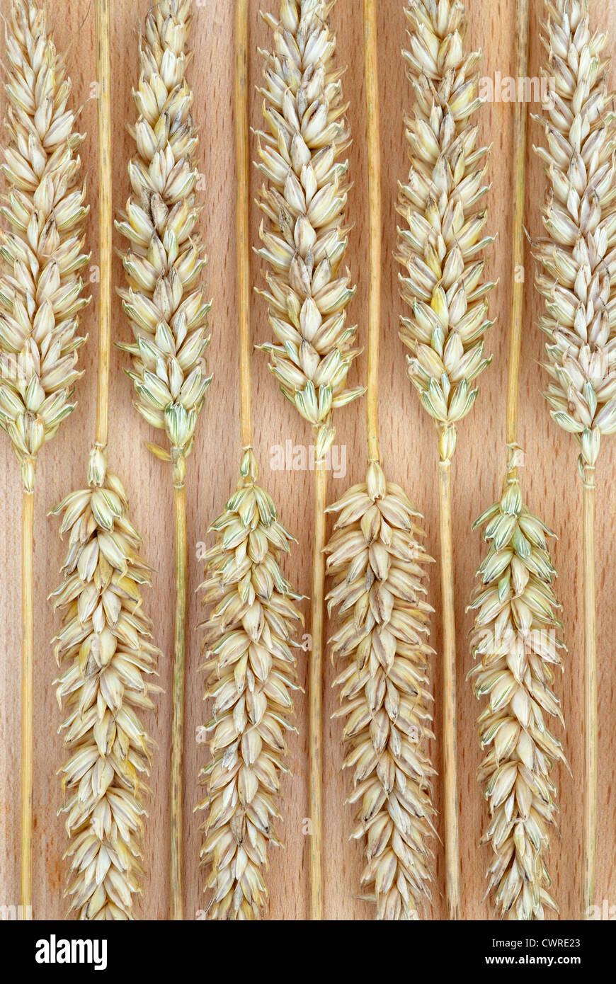 Triticum aestivum 'quareheads monster', le blé, le blé à pain Banque D'Images