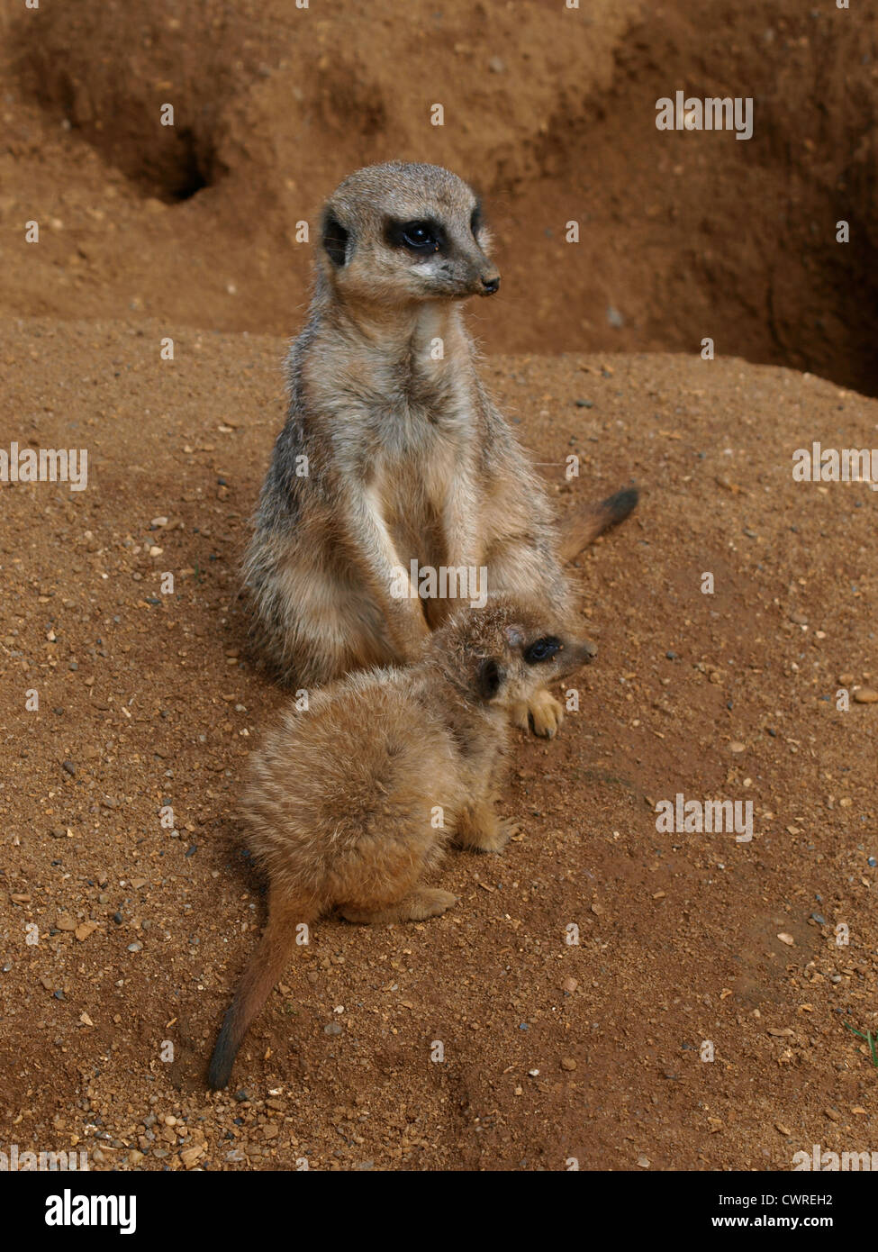 Slender-Tailed, Suricates Suricata suricata Banque D'Images