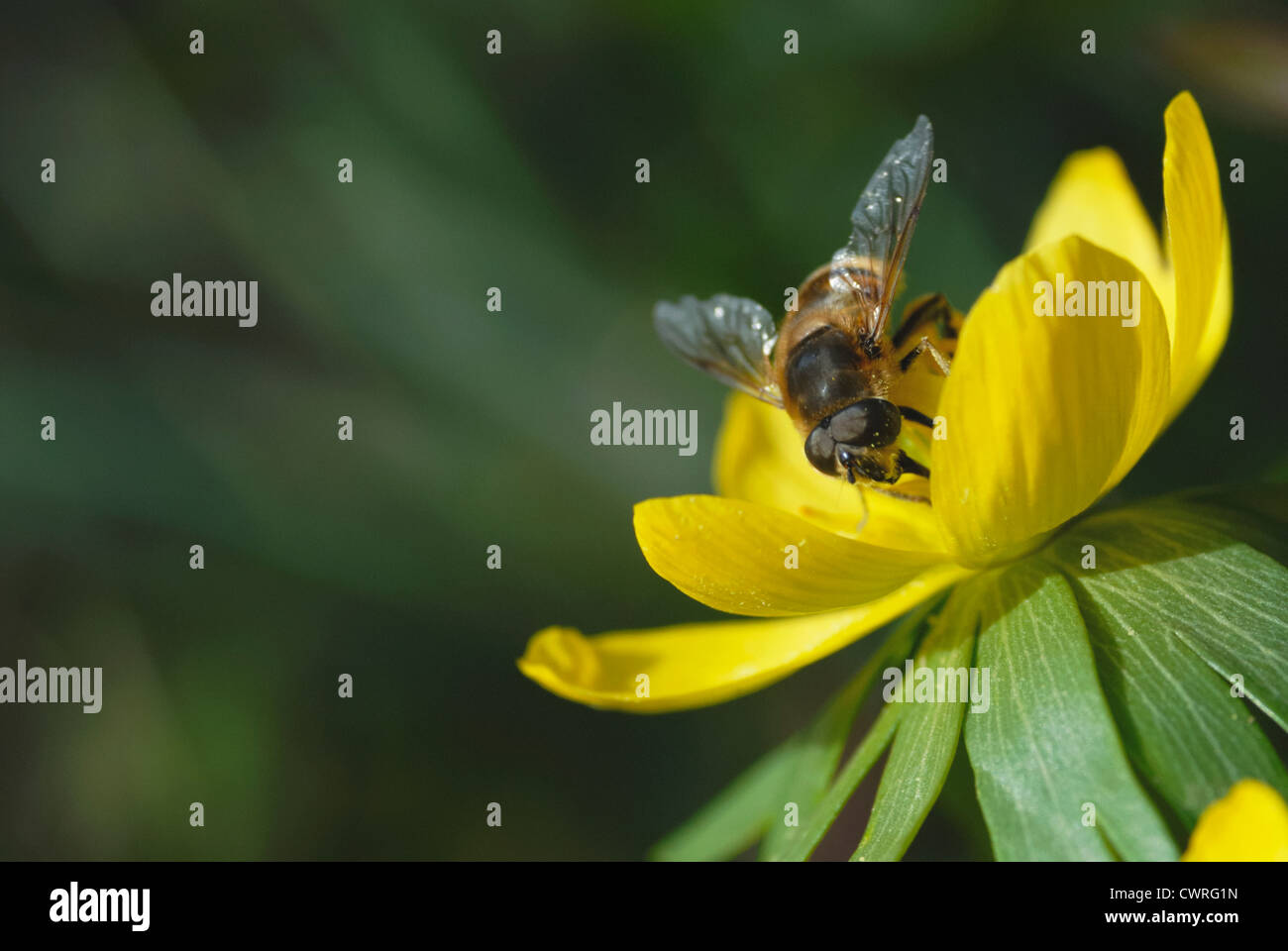 Eranthis hyemalis, Aconit Banque D'Images