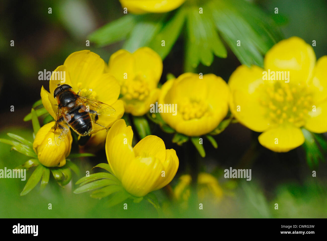 Eranthis hyemalis, Aconit Banque D'Images