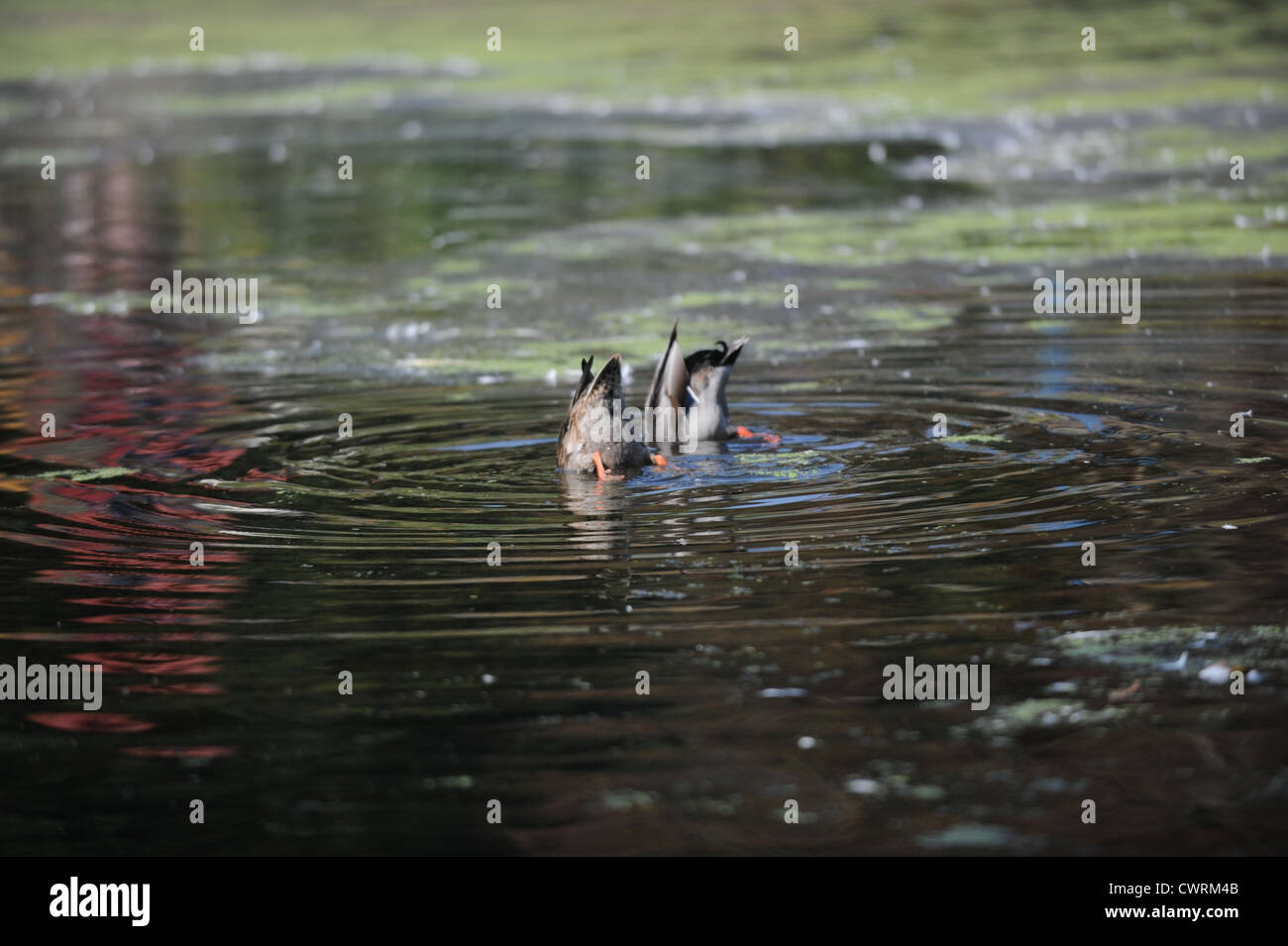 Brighton UK - les jeunes canetons colverts de l'étang Queens Park à Brighton ont maintenant grandi - Anas platyrhynchos Banque D'Images
