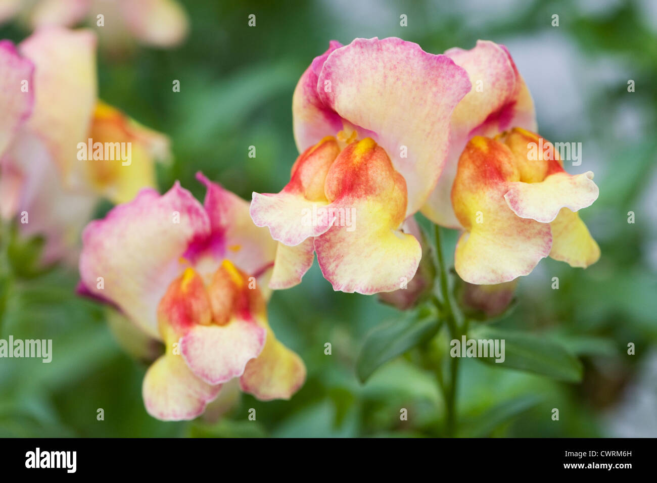 Anthidora Antirrhinum 'Yellow'. Muflier commun dans une fleur frontière. Banque D'Images