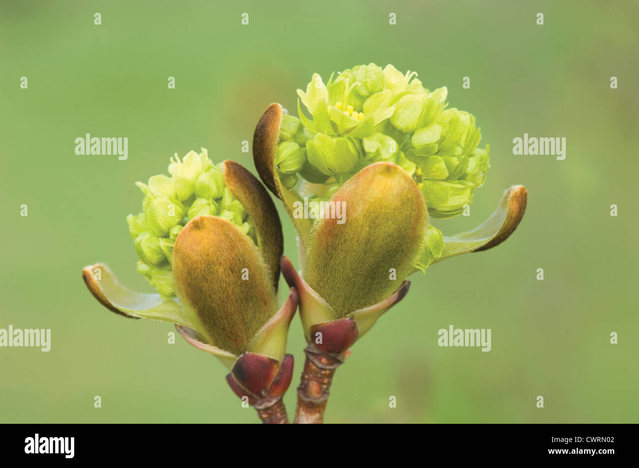 Acer platanoides palmatifidum, érable, érable de Norvège Banque D'Images