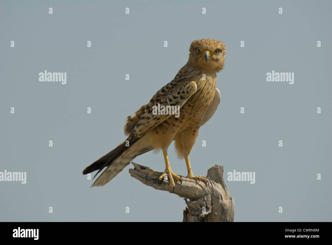 Crécerelle (Falco rupicoloides) sur un perchoir dans le parc national d'Etosha, Namibie Banque D'Images