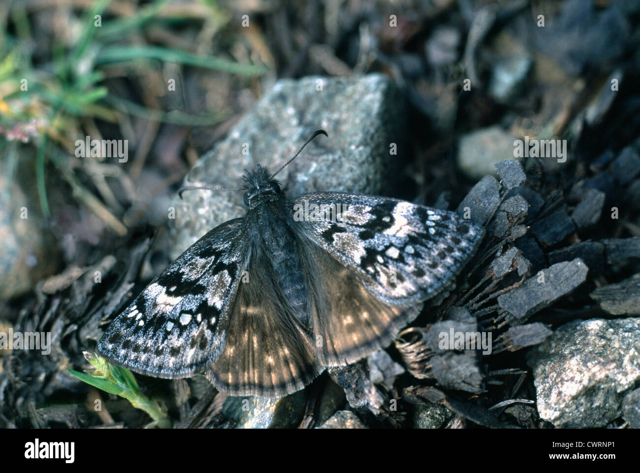 L'Erynnis properce properce) papillon (camouflé sur le sol - Le Sud de la Colombie-Britannique à Baja California Norte Banque D'Images