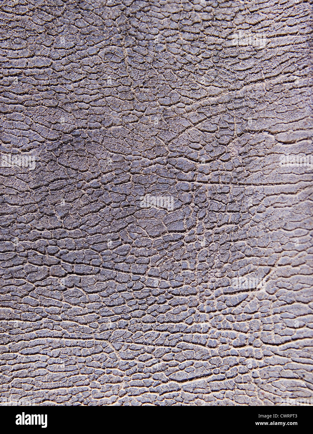 Le soleil endommagé fissurée texture de fond en cuir patiné Banque D'Images
