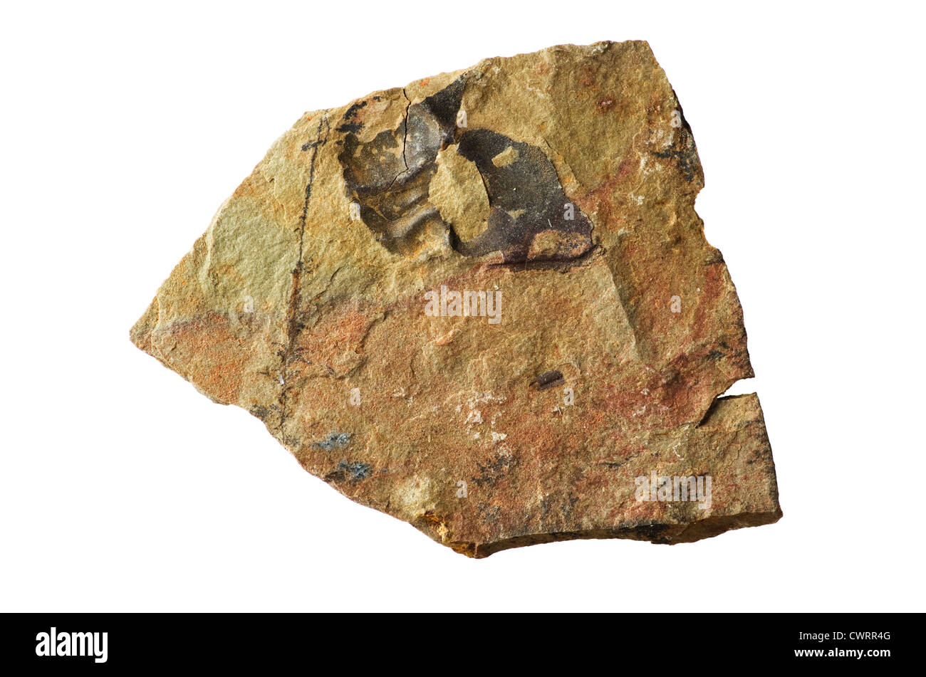 Schiste cambrien avec Ollenelid rock broken trilobite fossile dans il isolé sur fond blanc Banque D'Images