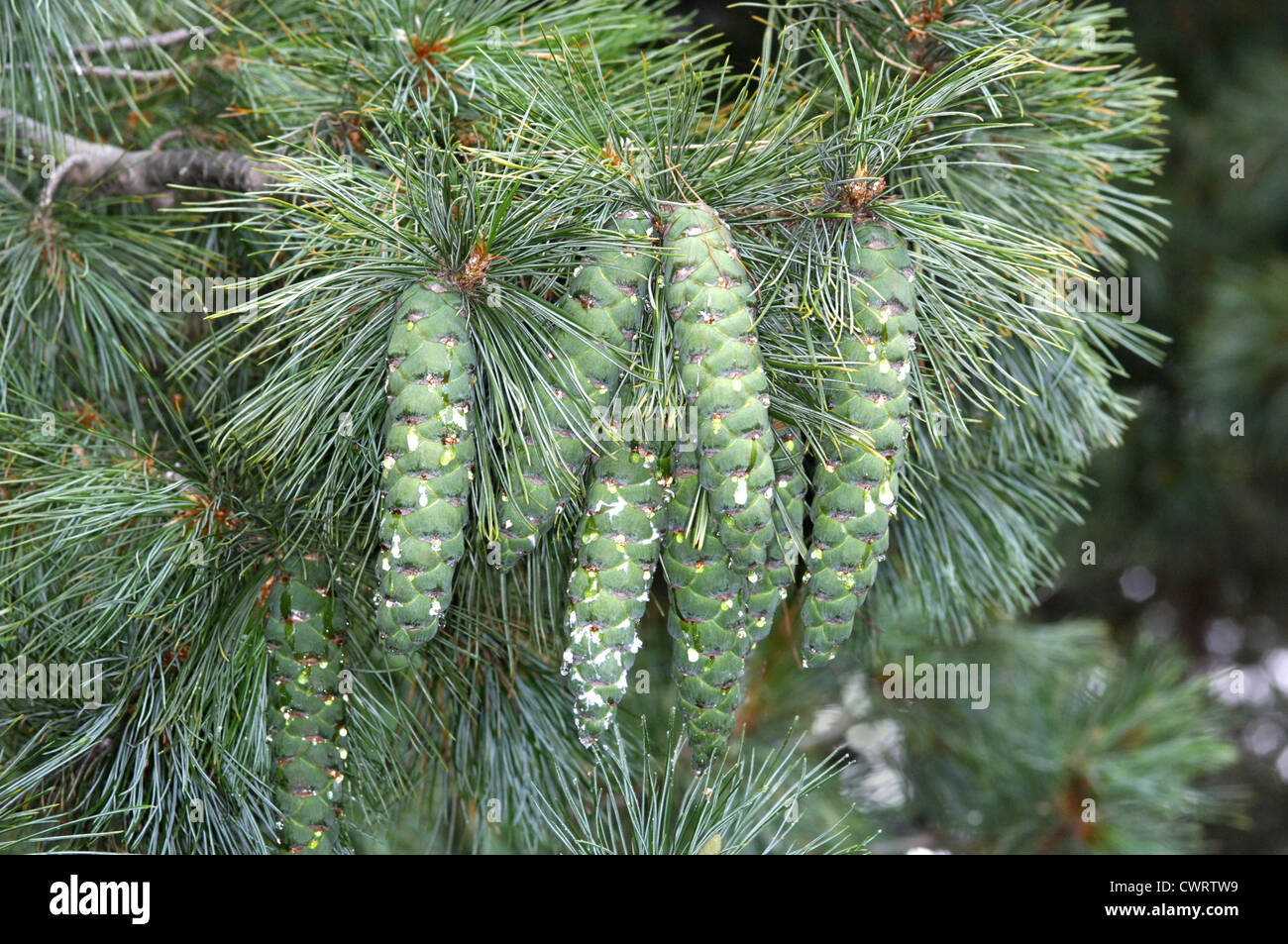 Bhutan pine Pinus wallichiana (Pinaceae) Banque D'Images