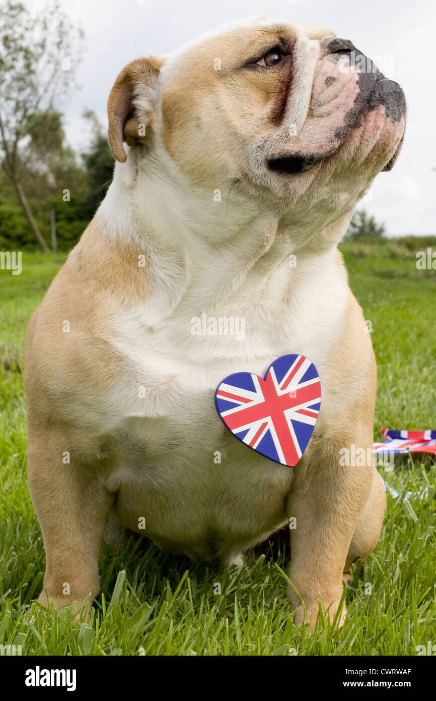 British Bulldog avec un coeur union jack Banque D'Images