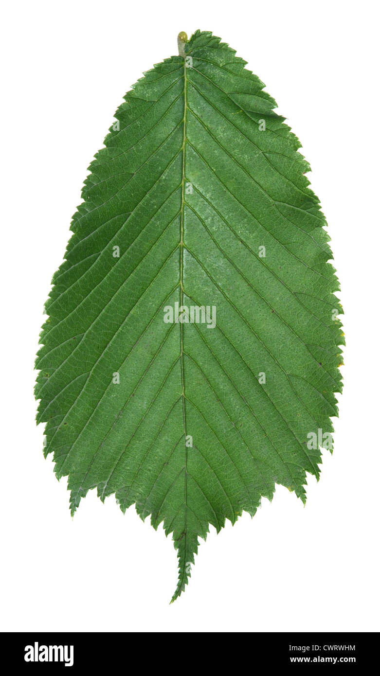 Ulmaceae Ulmus glabra Orme montagnard Banque D'Images