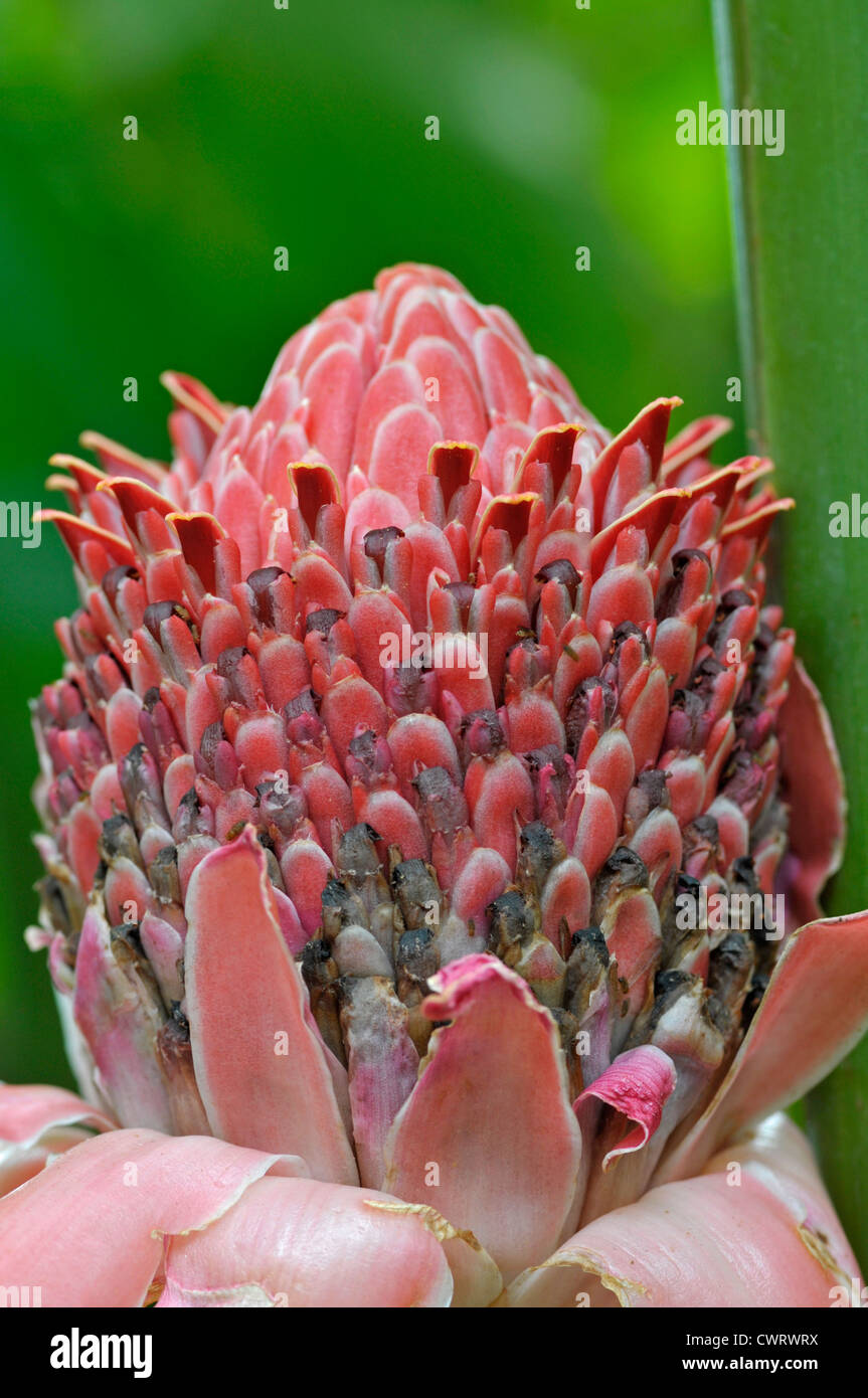 Ginger Etlingera elatior torche :. Close-up Banque D'Images