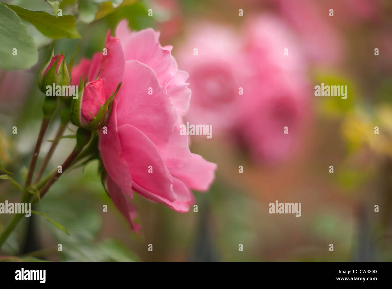 Une belle rose rose rose avec au premier plan, à gauche, avec des roses rose mysty, dans l'arrière-plan. Banque D'Images