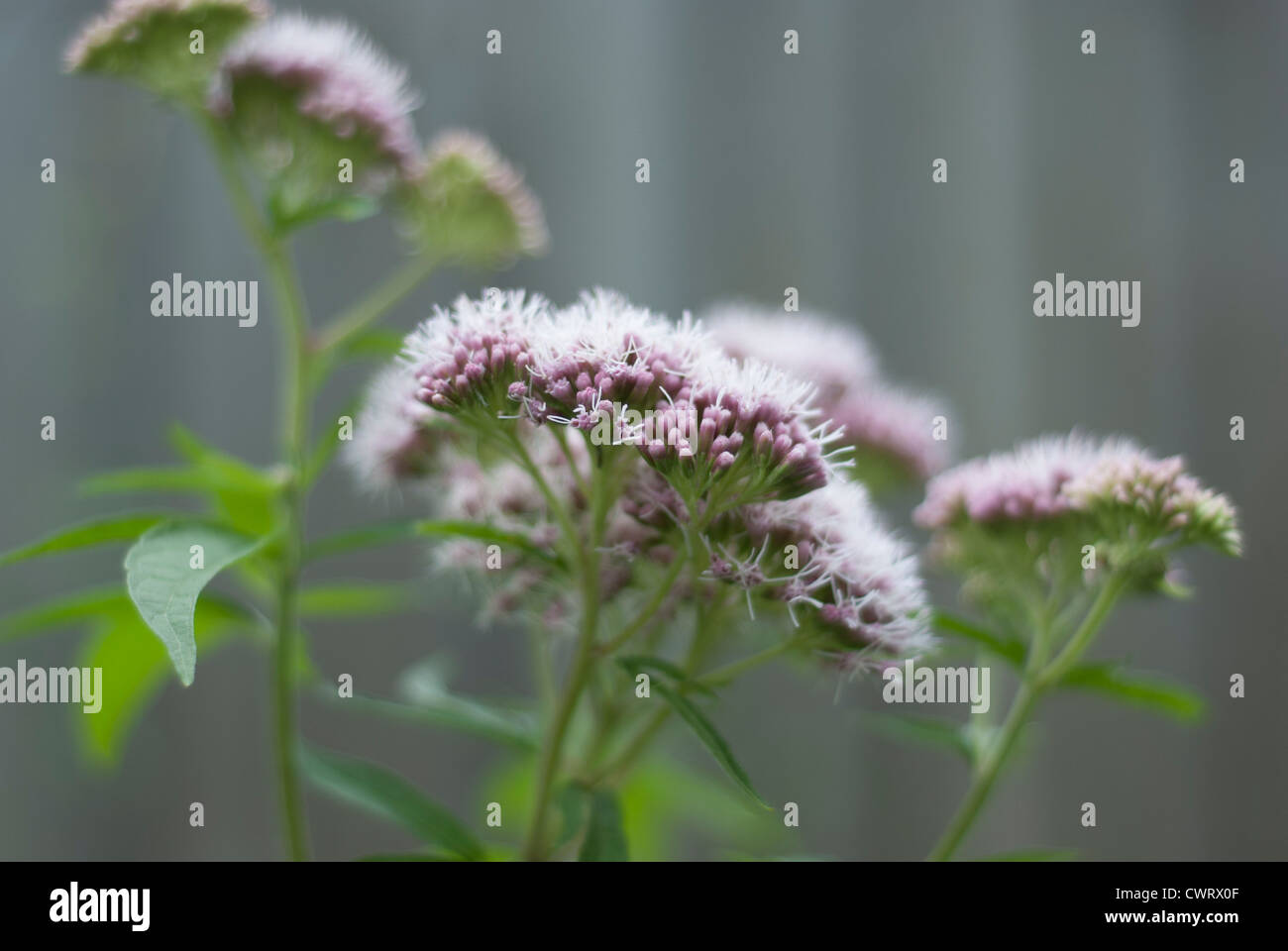 Fleurs de l'herbe, la valériane - Valeriana officinalis, Valérianacées Banque D'Images